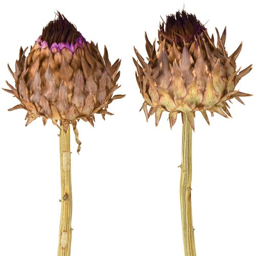 Floristik24 Sušený artyčok Cynara Ø9cm 16 ks