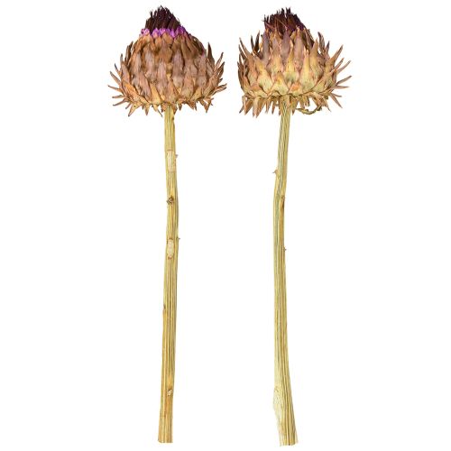 položky Sušený artyčok Cynara Ø9cm 16 ks