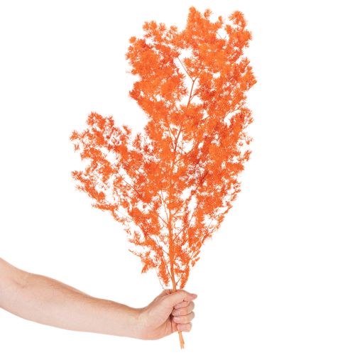 Sušené květy chřestu, větvičky, okrasný chřest, barvený 65 cm, 80 g | Floristik24.cz