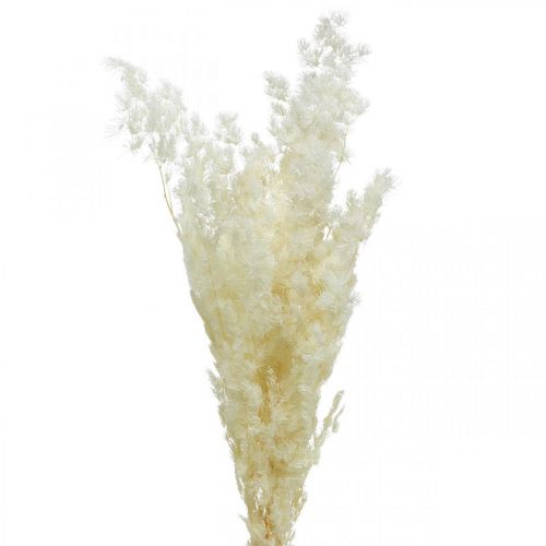 Floristik24 Chřest suchá dekorace bílá sušená okrasná tráva 80g