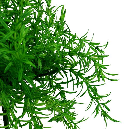 Floristik24 Keř chřestu zelený 25 cm