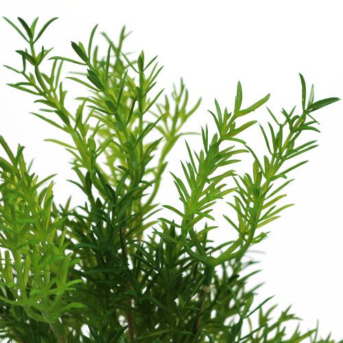 Floristik24 Česnek chřestu 26 cm