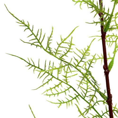 Floristik24 Chřest větev 75cm zelená 3ks