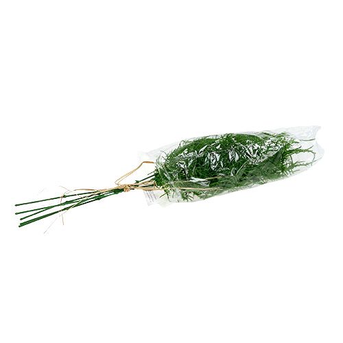 Floristik24 Chřest větev 50cm zelená 5ks