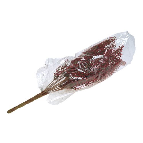 Floristik24 Keř Astilben červený 52cm