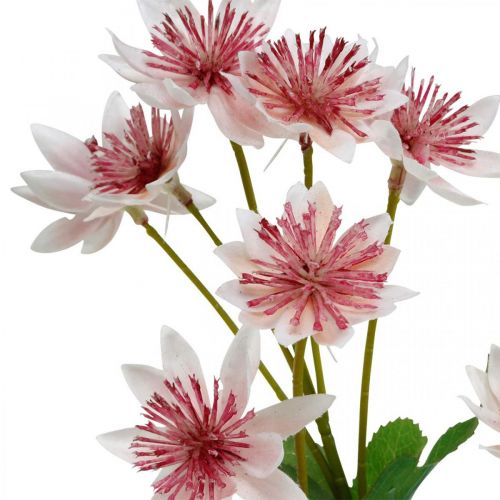 položky Velký květ květ z umělého hedvábí z Astranie bílá růžová L61cm