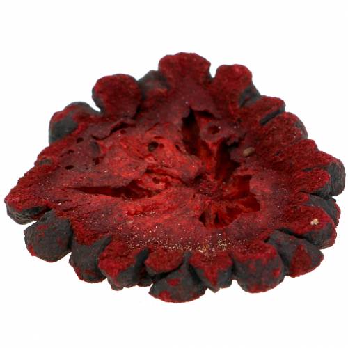Floristik24 Dekorativní ovocné řezy Ata fruit red 1kg