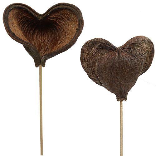položky Badam na špejli přírodní 6cm - 12cm 23 ks