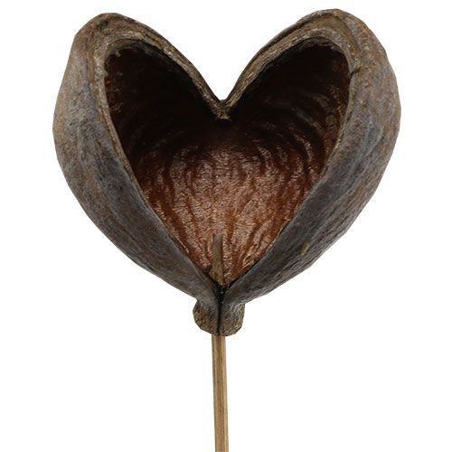 položky Badam na špejli přírodní 6cm - 12cm 23 ks
