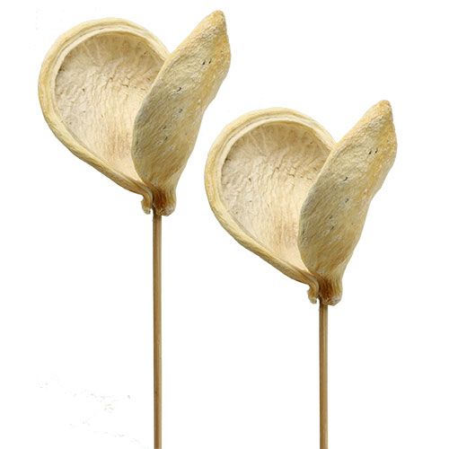 Floristik24 Badam na špejli bělený 6cm - 12cm L55cm 23 ks