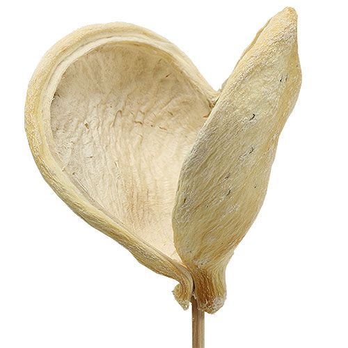 Floristik24 Badam na špejli bělený 6cm - 12cm L55cm 23 ks
