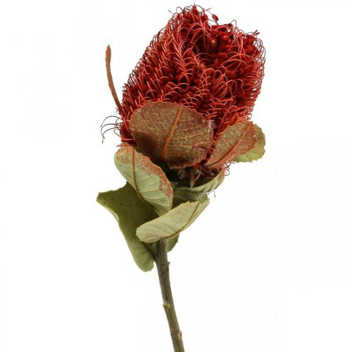 položky Banksia Baxteri Exotické Banksia sušené květiny červené 10ks