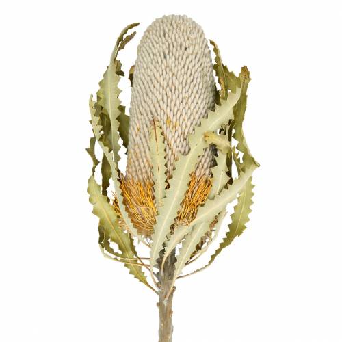 Banksia Hookerana natural 7 ks