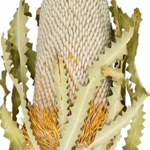 Floristik24 Banksia Hookerana natural 7 ks