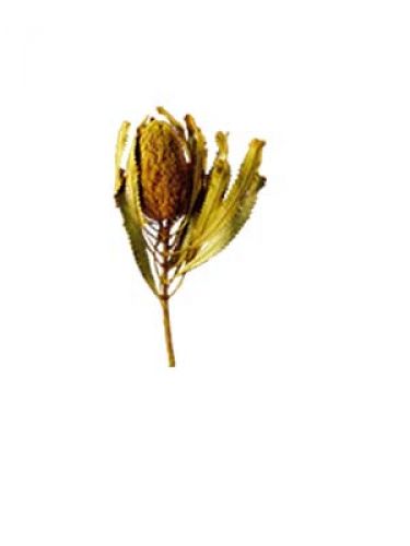 Floristik24 Banksia Hookerana žlutá 7ks