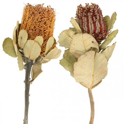 Floristik24 Banksia coccinea sušené květiny přírodní 10 ks