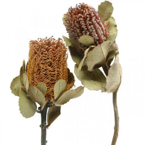 položky Banksia coccinea sušené květiny přírodní 10ks