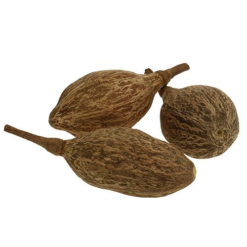 Floristik24 Ovoce baobab loupané 15cm - 20cm přírodní 5 ks