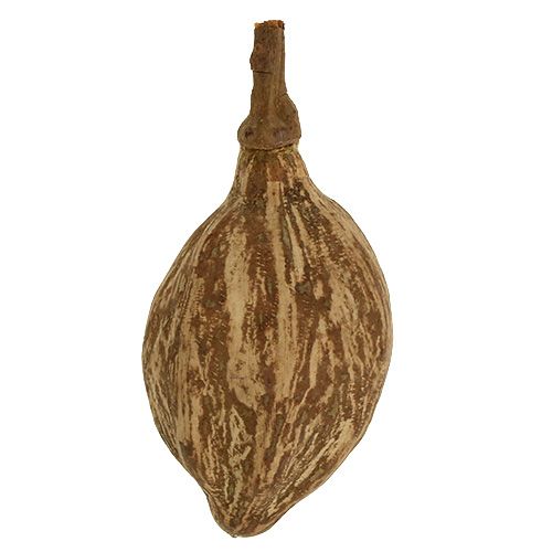 Floristik24 Ovoce baobab loupané 15cm - 20cm přírodní 5 ks