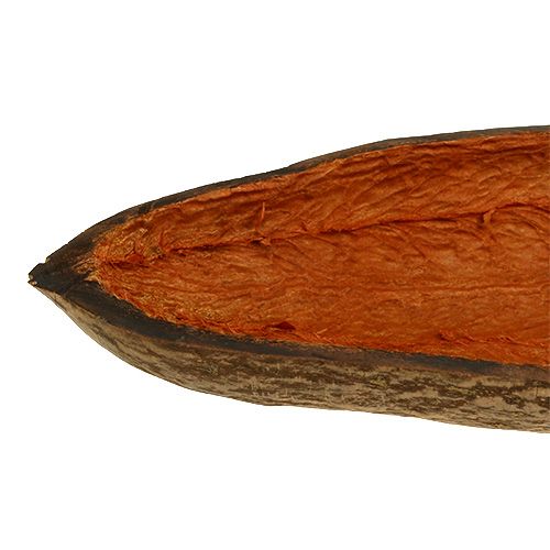 Floristik24 Baobab miska přírodní 30cm - 38cm loupaná