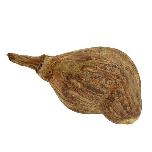 Floristik24 Baobab mini loupaný přírodní 8cm - 12cm 250g