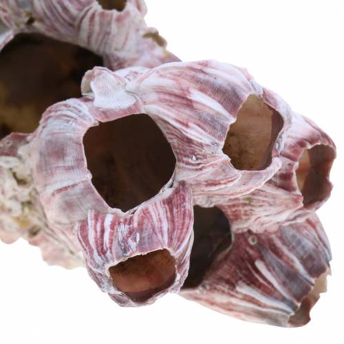 Floristik24 Dekorativní lastura barnacles natural 12-16cm 3 ks