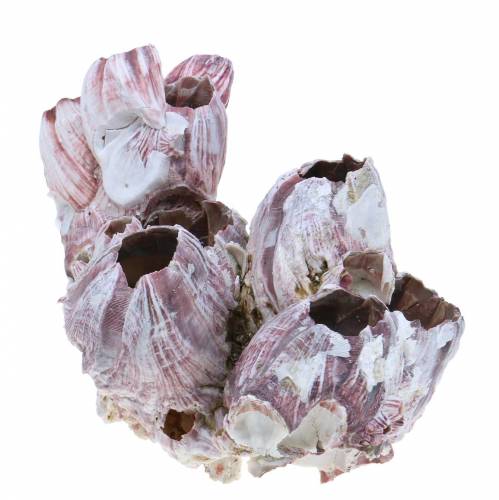 Floristik24 Dekorativní lastura barnacles natural 12-16cm 3 ks