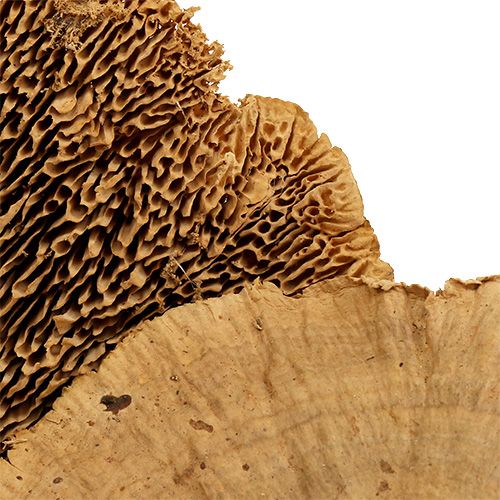 Floristik24 Houba na strom přírodní 500g