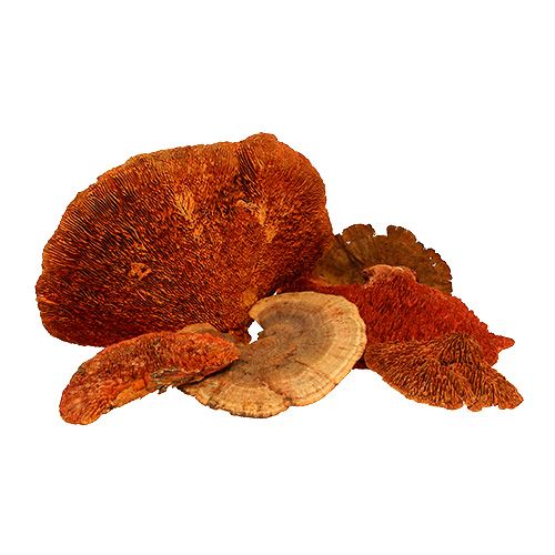 položky Houba stromová oranžová 1kg