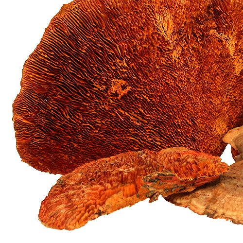 položky Houba stromová oranžová 1kg