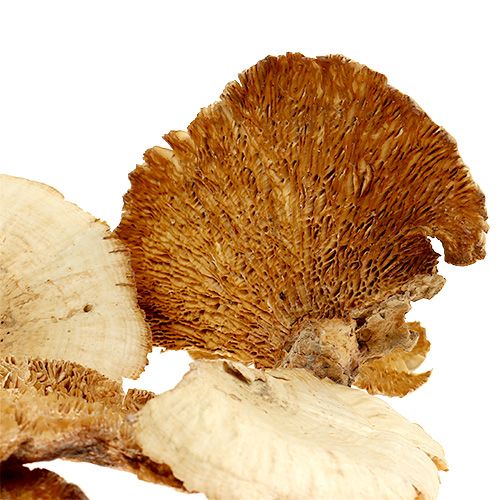položky Houba stromová bělená 1kg