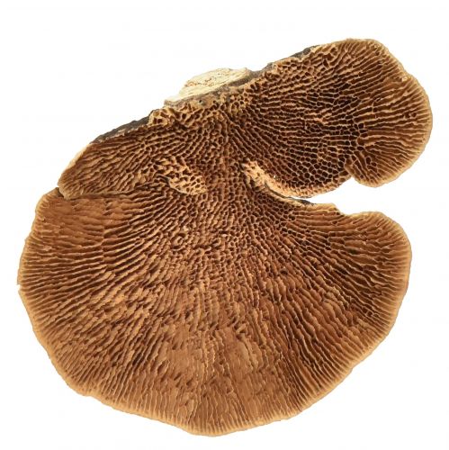 Floristik24 Houba na stromeček malá přírodní dekorace houby na strom 4-6cm 1kg