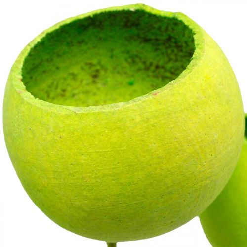 položky Bell Cup na špejli Green Dried Exotics 15 ks