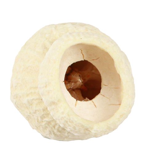 položky Bellgum sušený zvonek bělený 2,5-3,5cm 500g