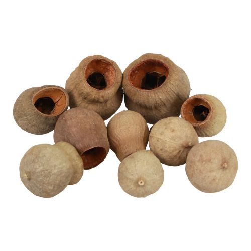 Bellgum bell fruit tobolka ovoce přírodní dekorace hnědá 500g