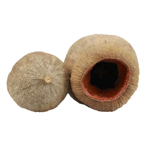 Floristik24 Bellgum bell fruit tobolka ovoce přírodní dekorace hnědá 500g