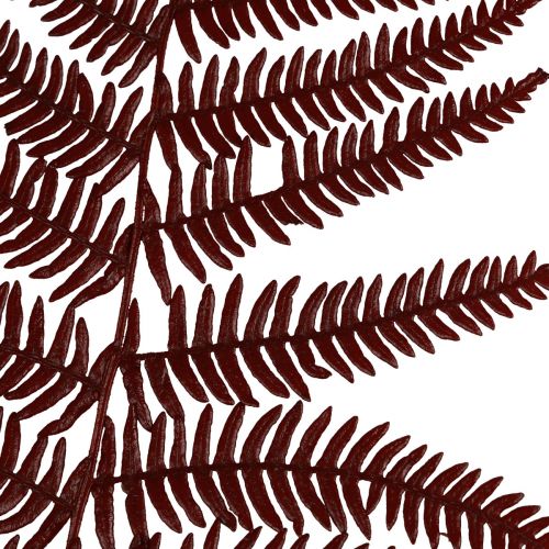 položky Kapradina dekorativní horská kapradina sušené listy vínově červená 50cm 20ks