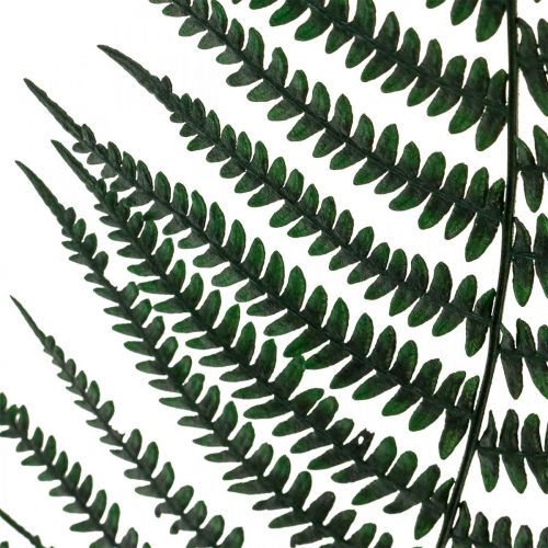 položky Kapradina horská dekorativní kapradina konzervovaná kapradina listy zelené 45cm 20ks