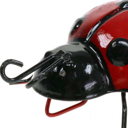 Floristik24 Beruška 10cm