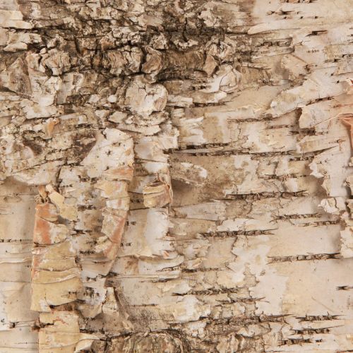Floristik24 Březová kůra dekorativní pruhy kůry přírodní bílá 48×15cm 6 ks