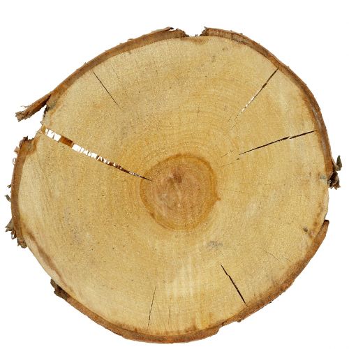 Floristik24 Březový plátek přírodní Ø30cm - 35cm