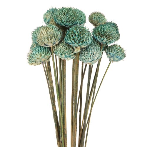 Floristik24 Black Daisy Dyed Sušené Květiny Modrá V38-40cm 20 ks