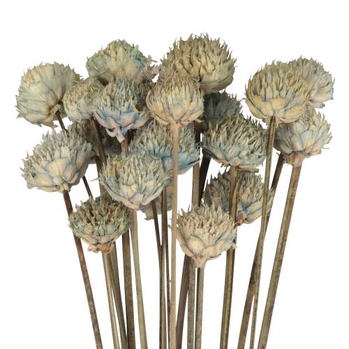 Dekorace Daisy Sušené květiny Modrá Zelená V36cm 20ks