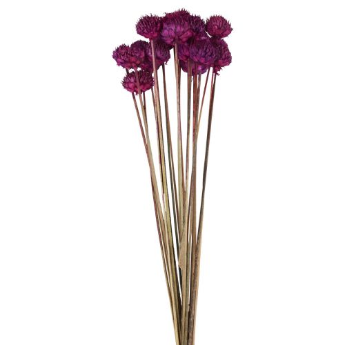 Dekorace ze sušených květin Wild Daisy fialová H36cm 20ks