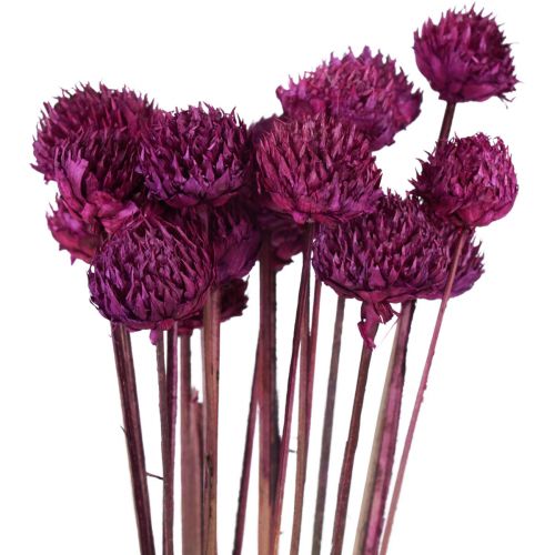 Floristik24 Dekorace ze sušených květin Wild Daisy fialová H36cm 20 ks