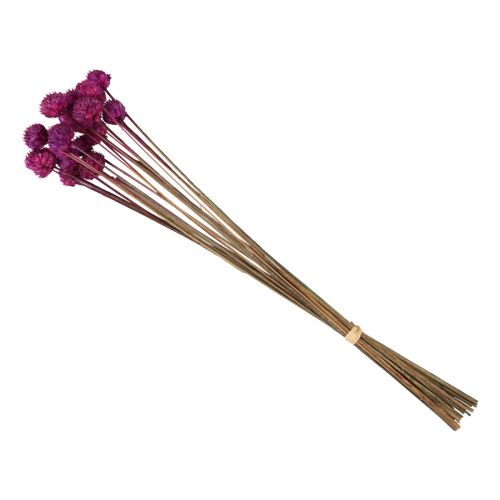 Floristik24 Dekorace ze sušených květin Wild Daisy fialová H36cm 20 ks