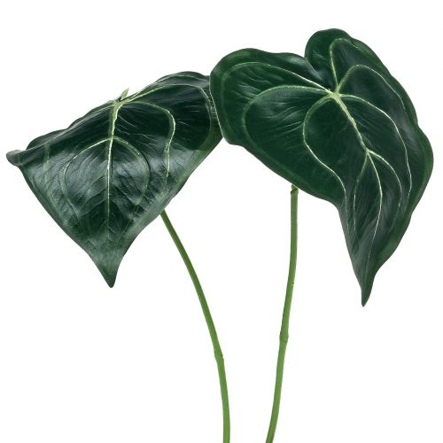 Floristik24 Caladium list 32cm 2ks