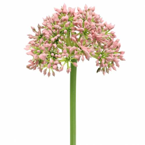 Floristik24 Allium umělá růžová 55cm