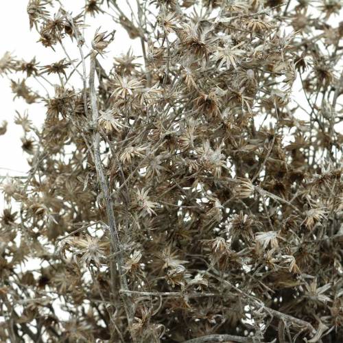 položky Suché květinářství divoká květina větev praná bílá 60cm 100g