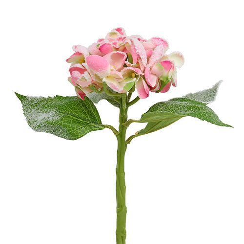 Floristik24 Hortenzie růžová zasněžená 33cm 4ks